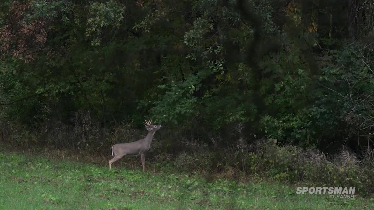 A buck with a small rack stands in a grassy field, looking up toward the dark green trees. The Sportsman Channel logo is visible in the corner.
