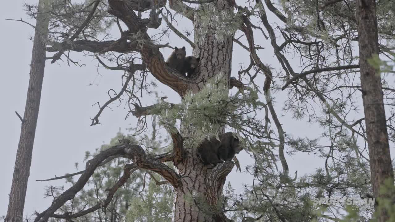 Two bear cubs are perched in the branches of a tall tree, while a larger bear rests lower down. The scene unfolds on the Sportsman Channel, with the bears framed against a cloudy sky.
