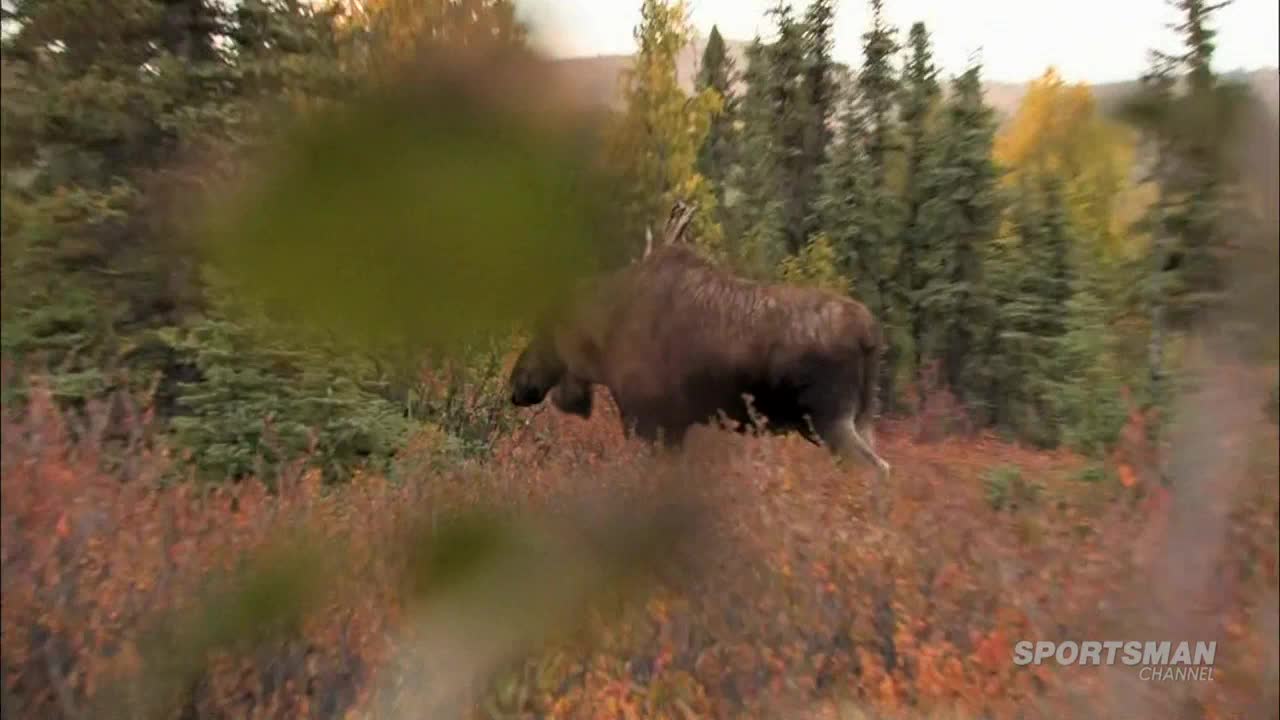 A large, dark-brown moose strides through the brush, heading right. The Sportsman Channel logo sits in the bottom right corner.
