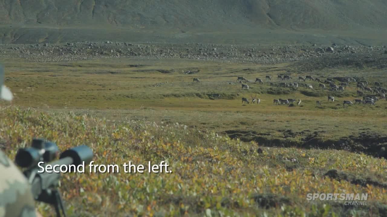 A herd of caribou grazes in a grassy field. The hunter, aiming through a scope, is focused on the second animal from the left.
