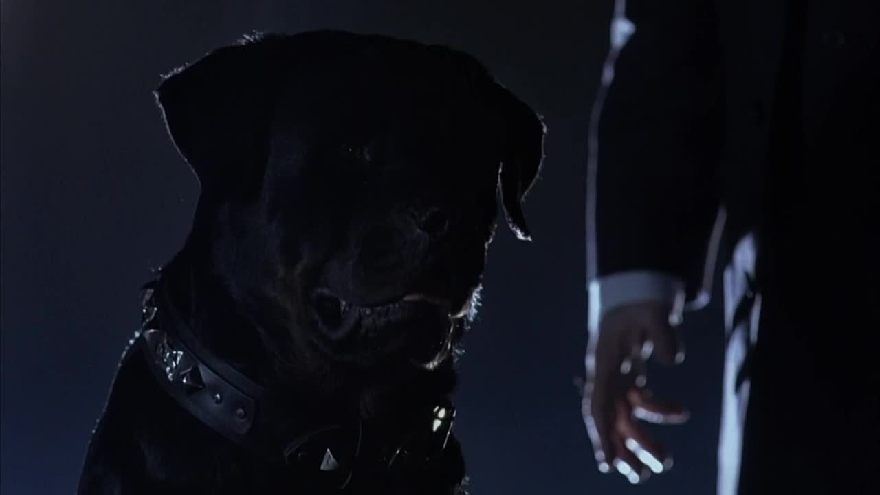 A large, dark dog sits facing a man in a suit, its studded collar glinting. The dog's expression is hard to read, but its eyes seem fixed on the man's hand.
