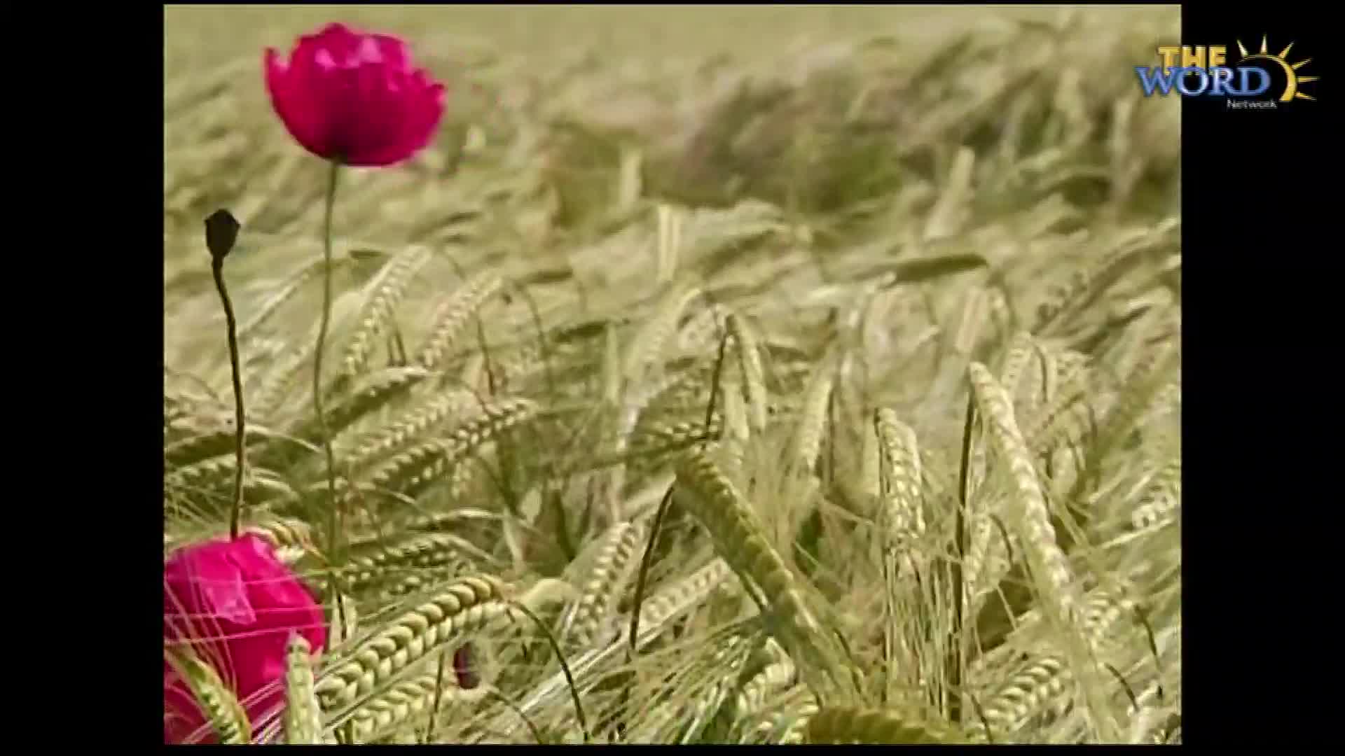 Crimson poppies stand tall among the swaying wheat stalks. The logo for The Word Network is visible in the upper right corner.
