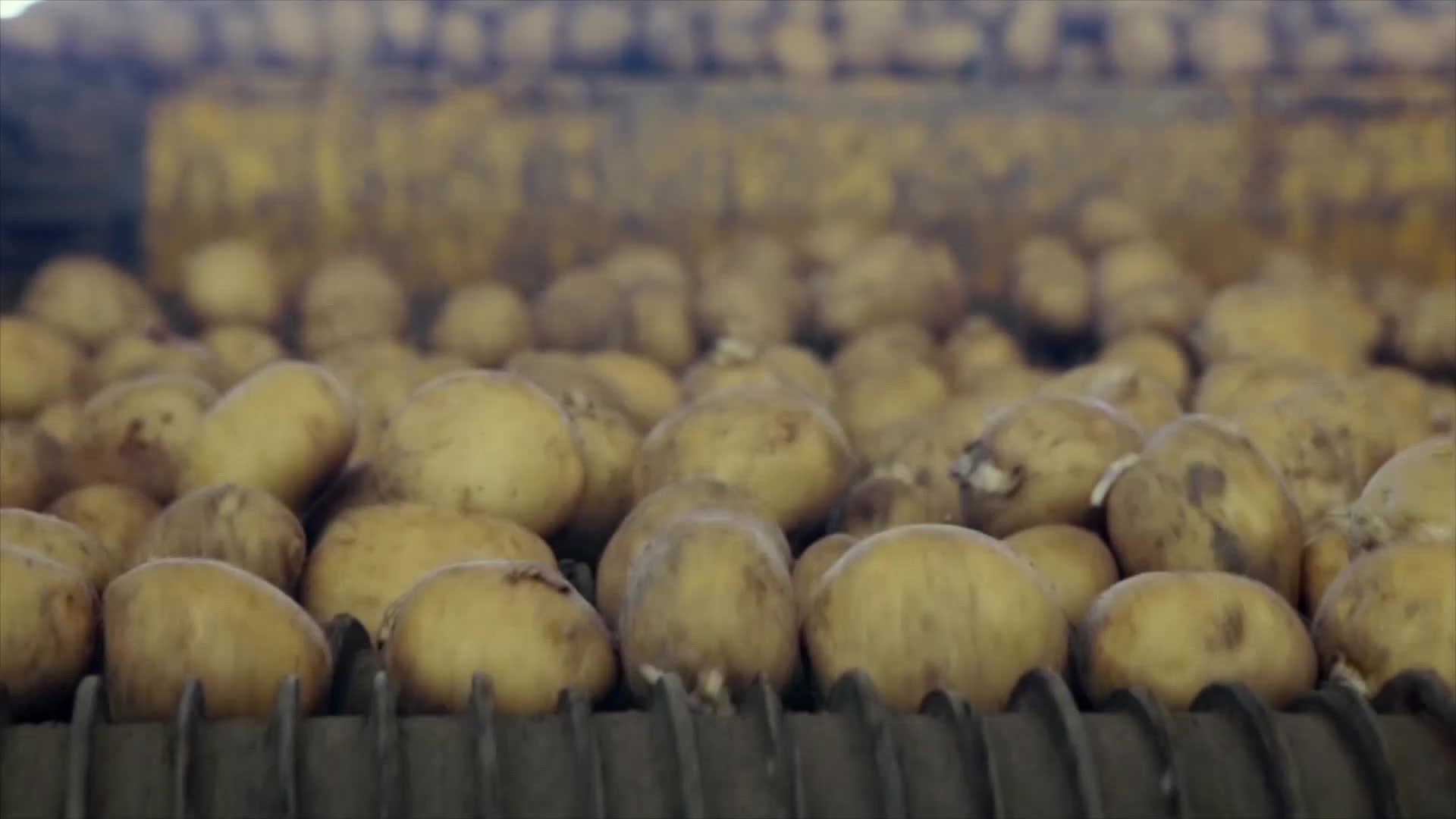 Potatoes, still covered in dirt, roll along a conveyor belt. The tubers jostle against each other as they move, heading toward the next stage of processing.
