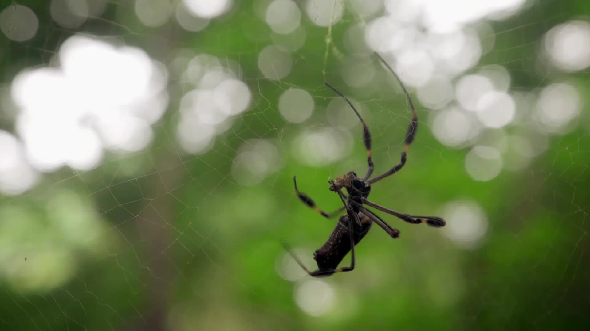 A large, dark spider with long legs clings to its web, its body angled downwards. The intricate threads of its home are barely visible against the blurred green foliage and bright white light of the background.