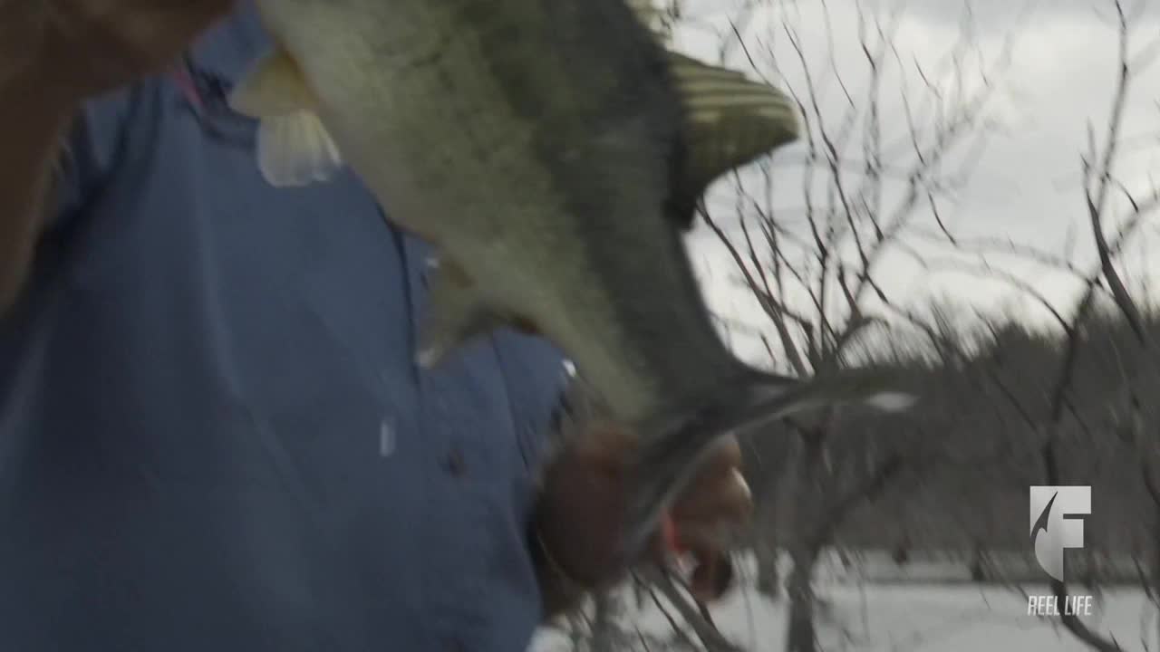 A largemouth bass, held by a person in a blue shirt, is displayed for the camera. The fish's tail and fins are clearly visible against the backdrop of bare trees.
