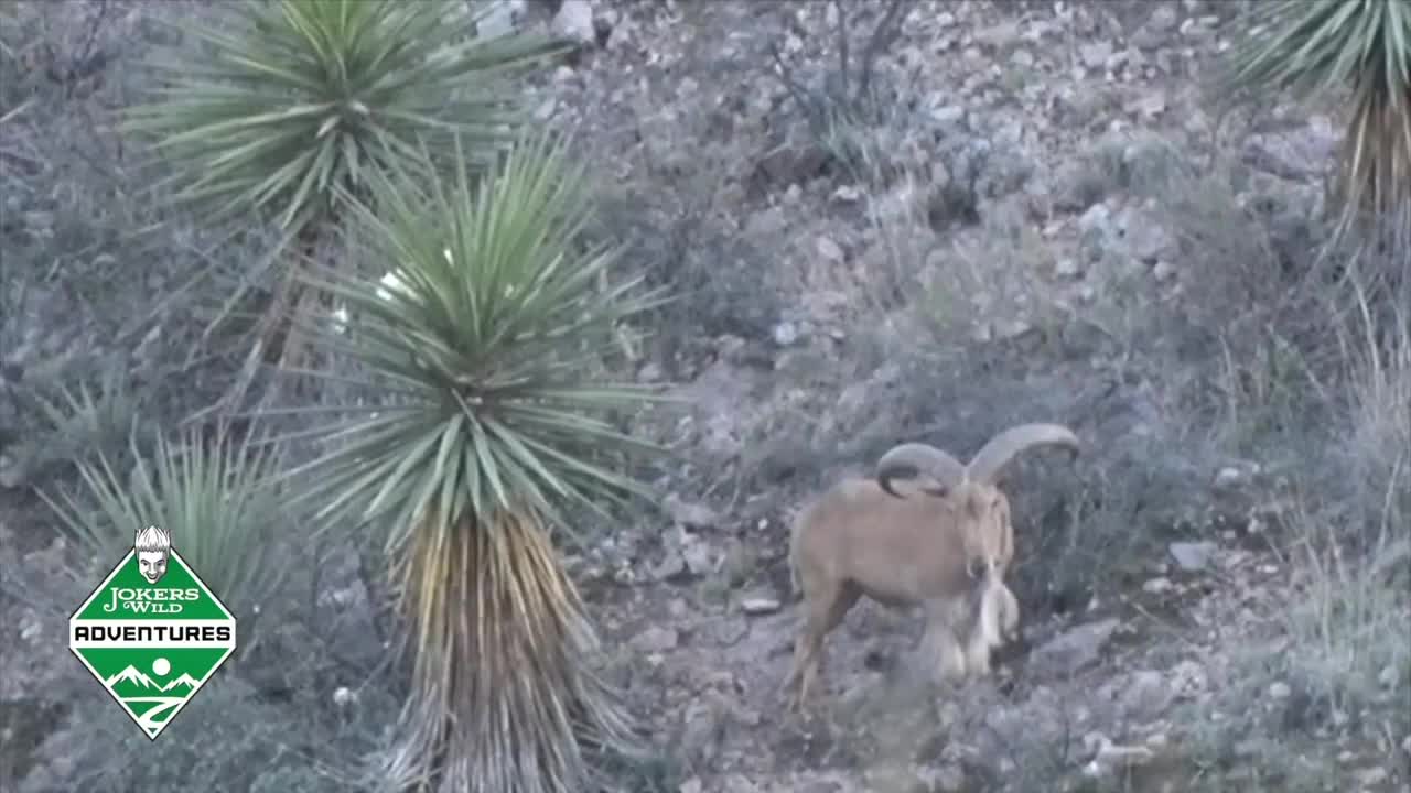 A desert bighorn sheep, its horns curled, stands on a rocky hillside. The animal is surrounded by sparse vegetation, including tall yucca plants.

