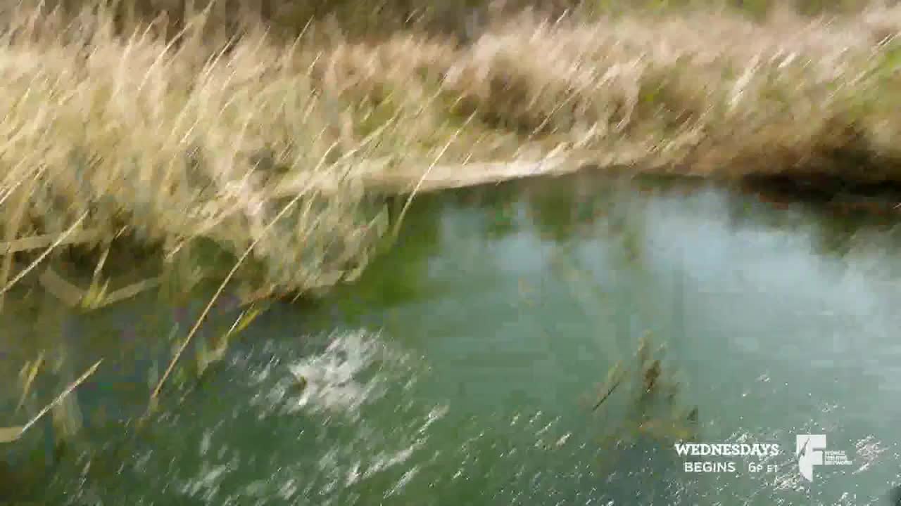 Water splashes up from the pond's surface, near the reeds. The water is a murky green, and the reeds are a dry, pale yellow.
