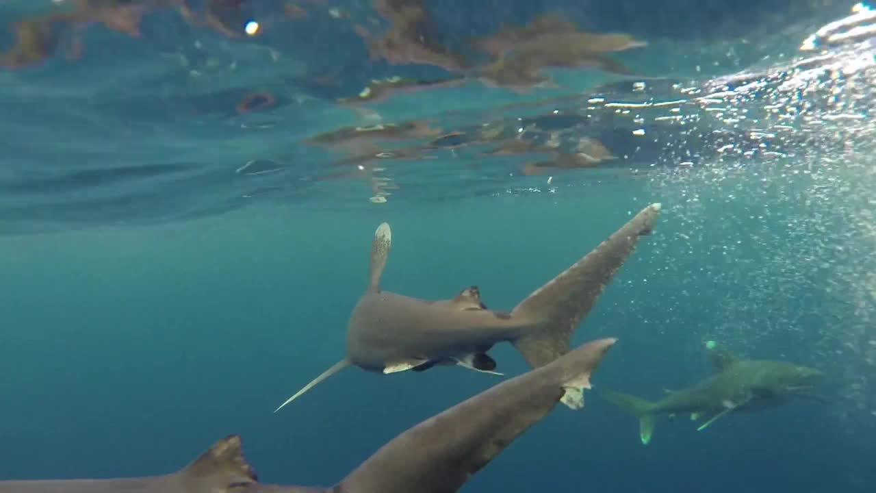 Several sharks glide through the water, their dark bodies contrasting with the blue. Bubbles rise, and the surface of the water shimmers above them.
