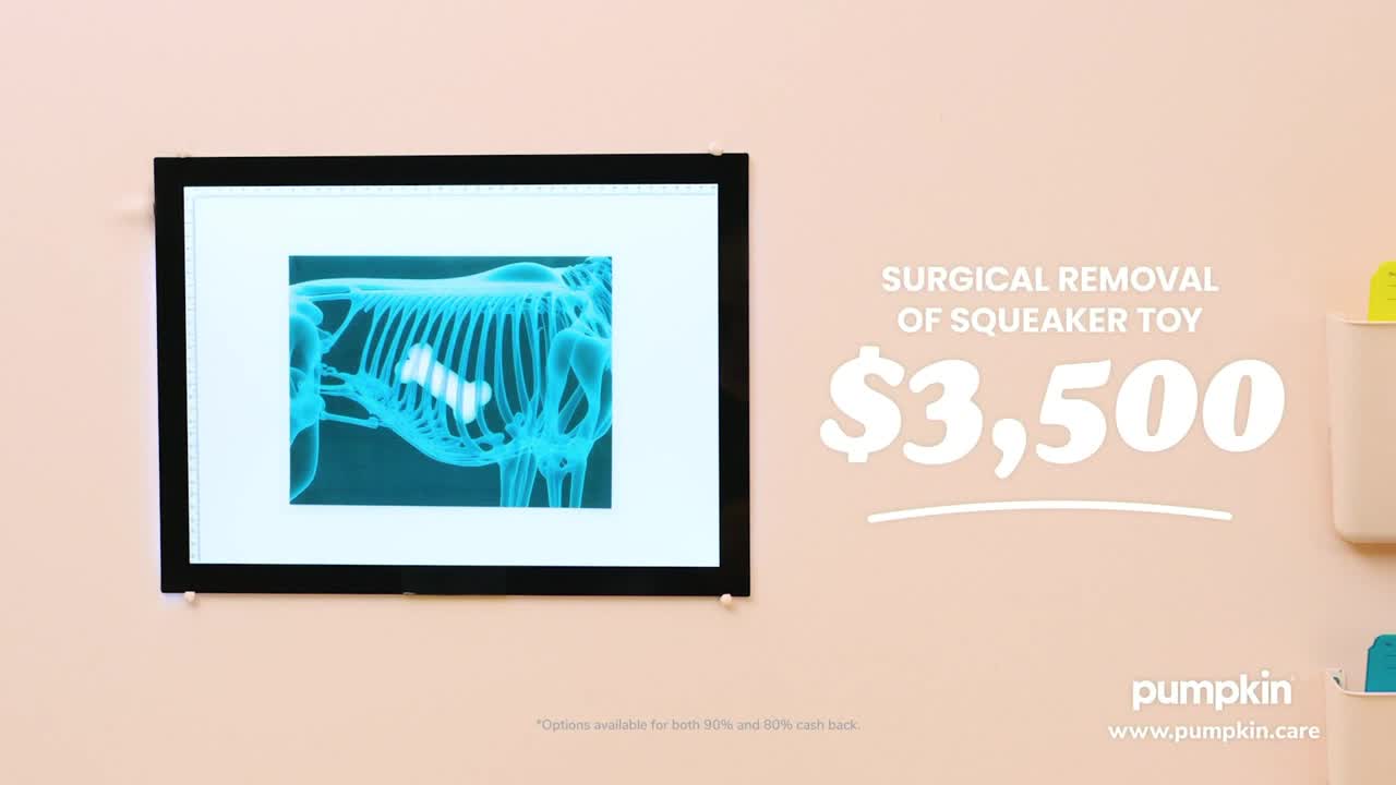 A framed X-ray shows a dog's ribcage and a white, oblong object inside. Beside it, text indicates the surgical removal of a squeaker toy will cost $3,500.

