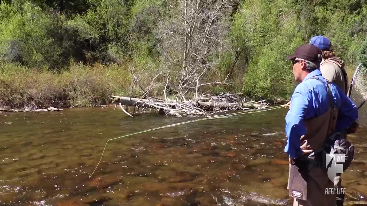 A man in waders casts a line, the fly rod arcing over the clear water. The sun glints off the line as it floats downstream, near a fallen log.
