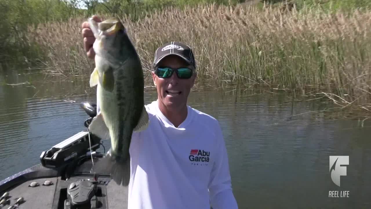 A fisherman on a boat holds up a large, dark-green bass, its mouth agape. The man smiles, standing in front of tall reeds on the water's edge.

