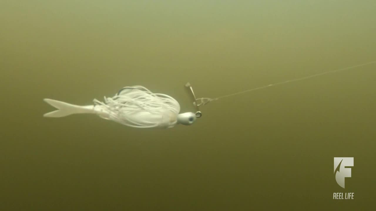 A white jig swims through murky water, its skirt trailing behind. The line extends from the jig towards the top right corner, likely attached to a fishing rod.
