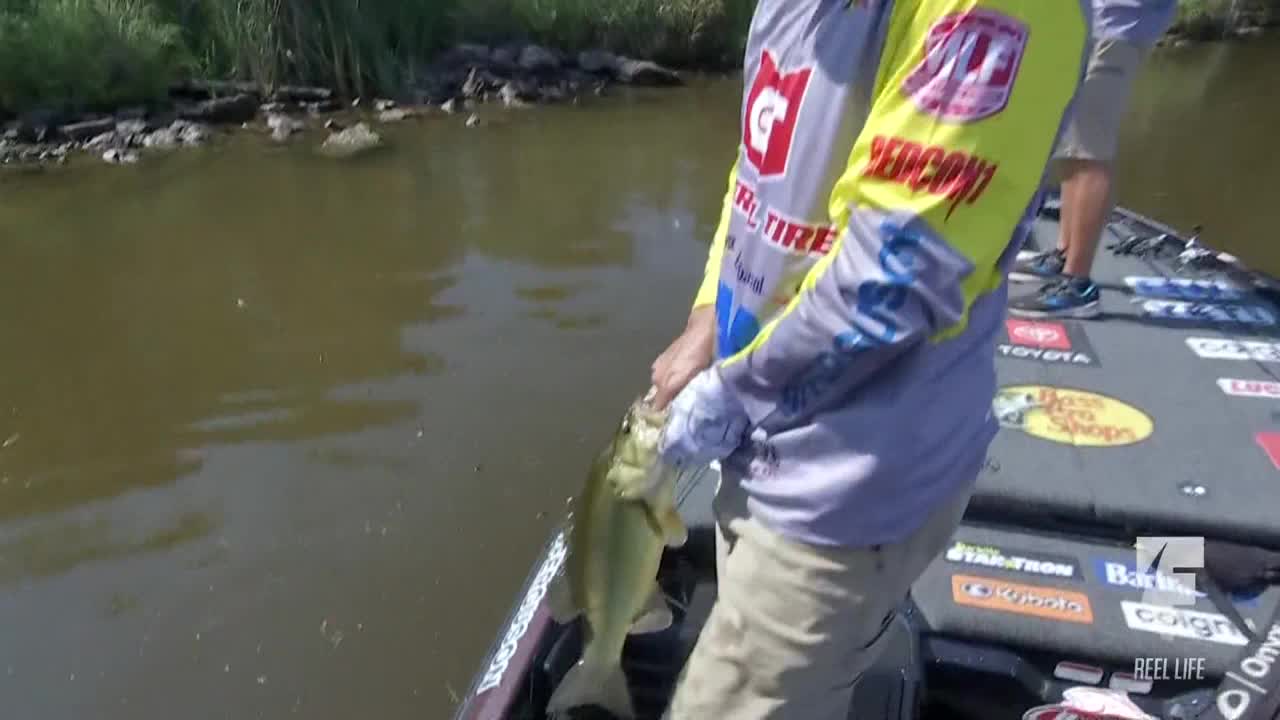 A fisherman, standing on a boat, holds a largemouth bass, its silver scales gleaming in the light. The murky water reflects the sky and the green shoreline.
