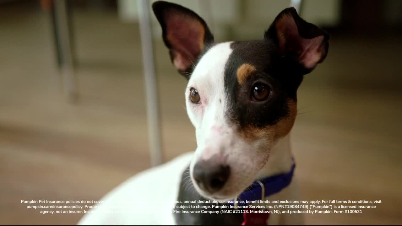 A small dog with a black and white head and floppy ears is looking directly at me. It's wearing a blue collar, and the background is blurred.
