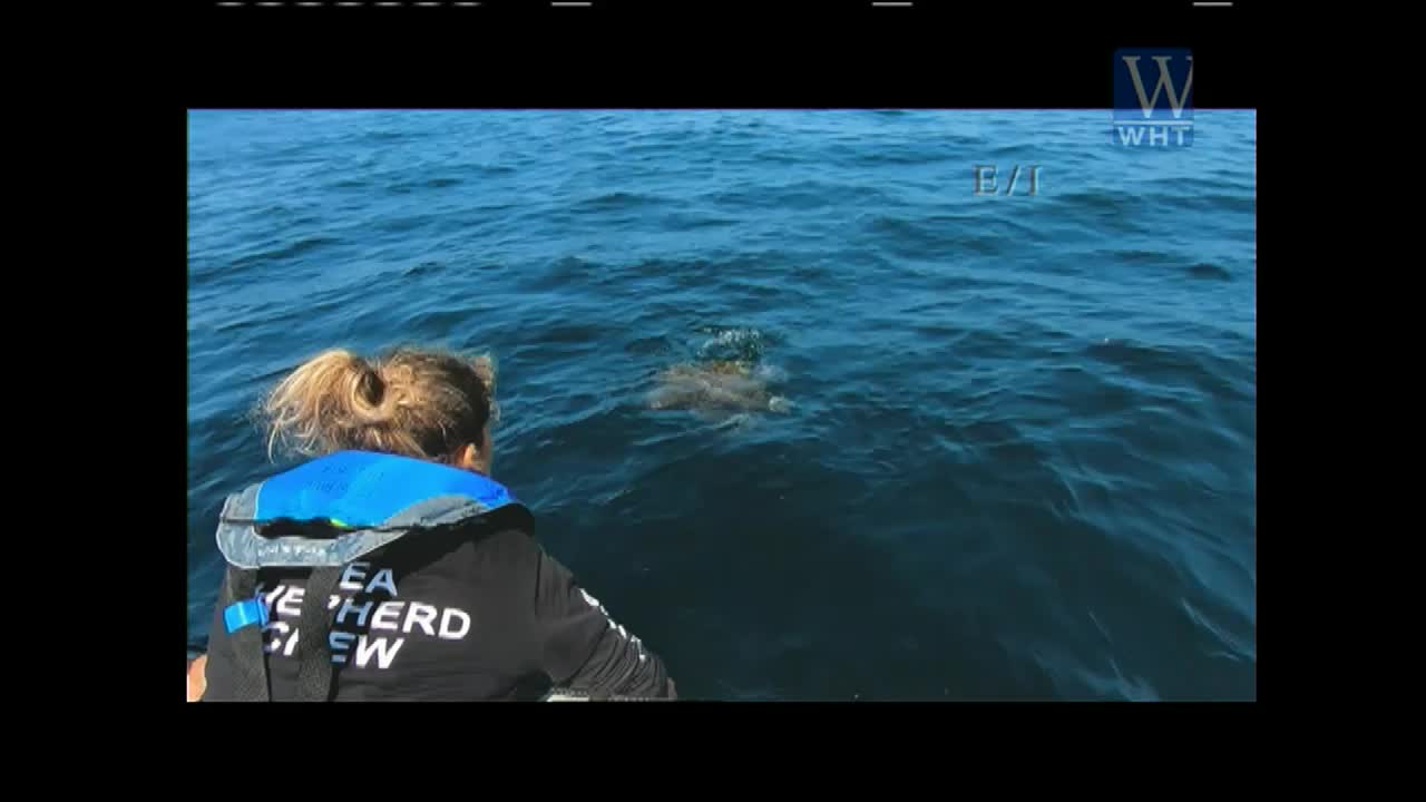 A woman in a Sea Shepherd Crew jacket watches something in the water.  A large, pale shape surfaces briefly on the choppy blue water, possibly captured on World Harvest TV.
