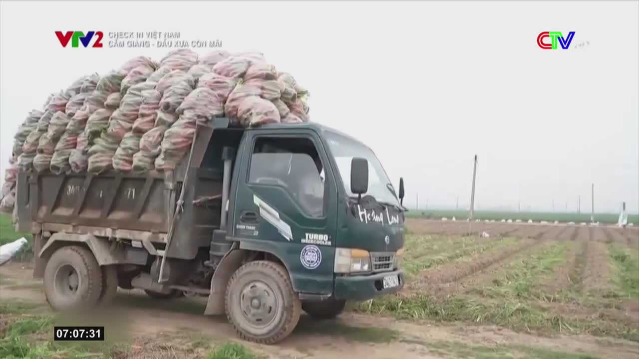 A green truck, overflowing with burlap sacks, rumbles along a dirt track. The vehicle is heavy with what looks like a harvest, likely from the nearby fields.
