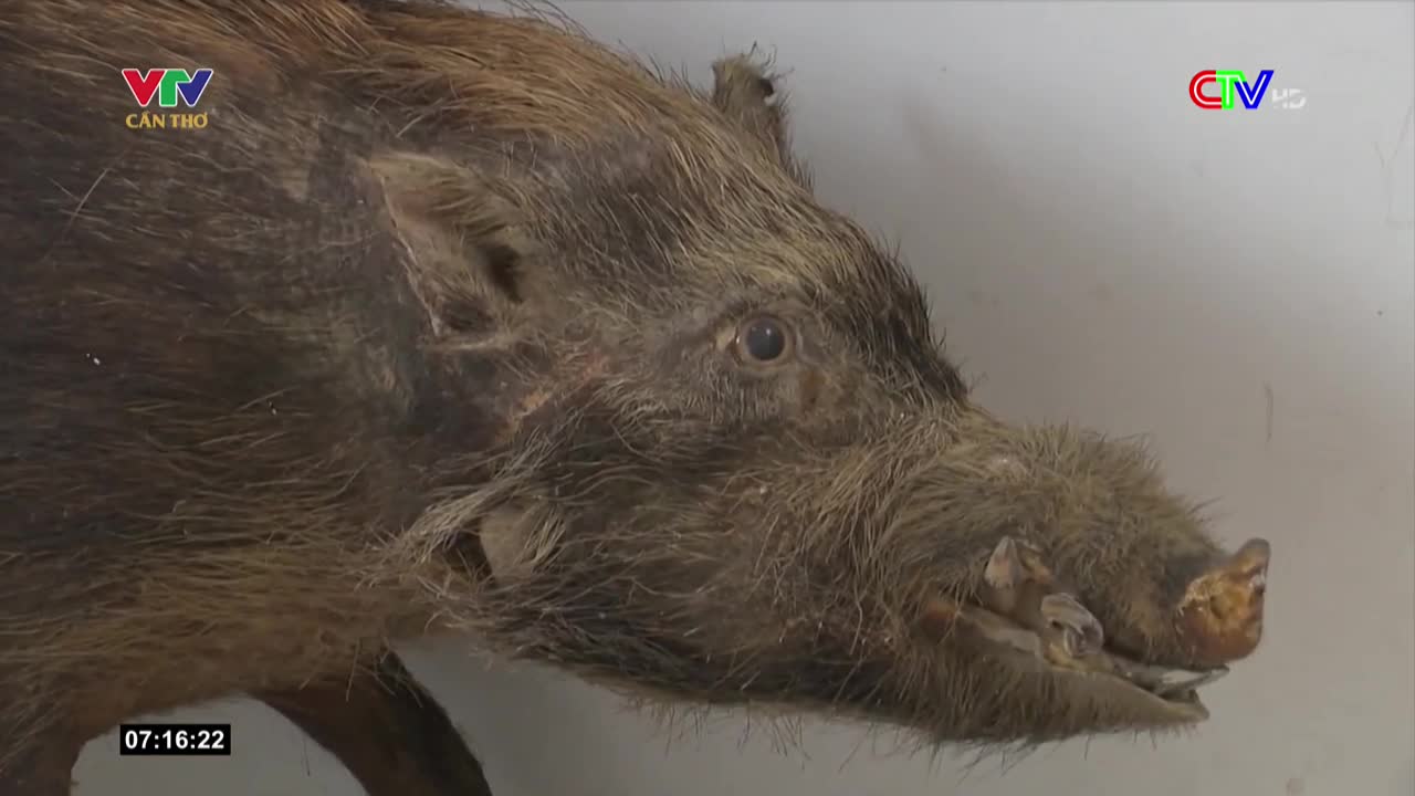 The head of a boar, mounted on a wall, fills the frame. Its coarse, brown fur and prominent tusks are clearly visible, likely a segment from a program on Vietnam's Bac Lieu TV.

