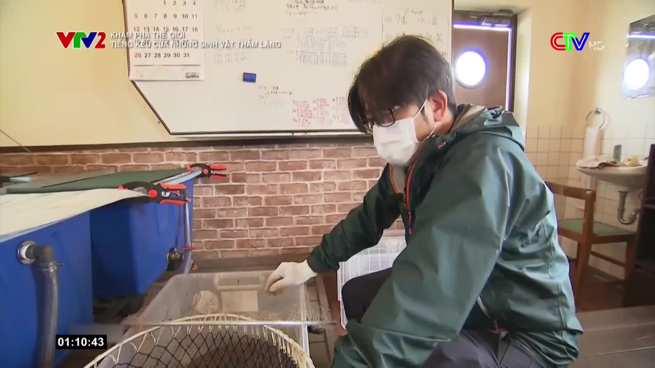 A man in a face mask and gloves carefully handles a container, possibly examining its contents. The scene unfolds on a television screen, with Vietnamese text and a Bac Lieu TV logo visible.
A man in a face mask and gloves carefully handles a container, possibly examining its contents. The scene unfolds on a television screen, with Vietnamese text and a Bac Lieu TV logo visible.