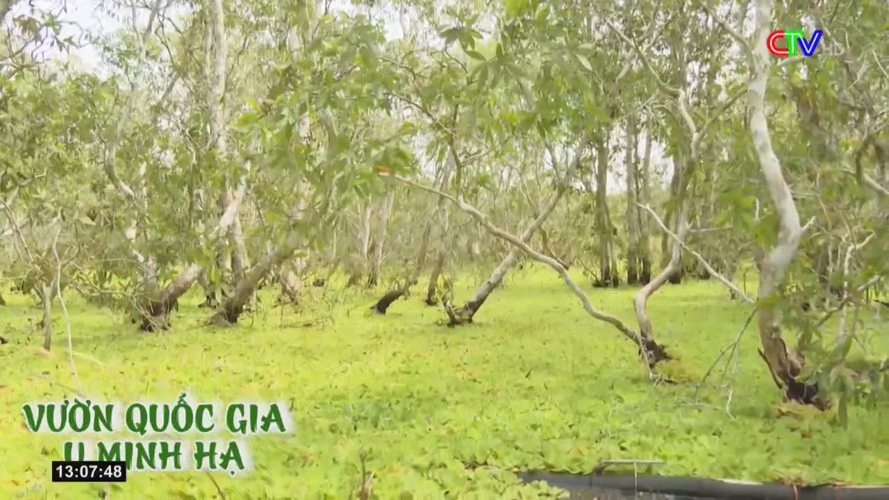 The camera pans across a marshy landscape in U Minh Ha National Park, Vietnam, as shown on Ca Mau TV.  Light-colored tree trunks and branches twist through the green, with a dense, leafy canopy overhead.
