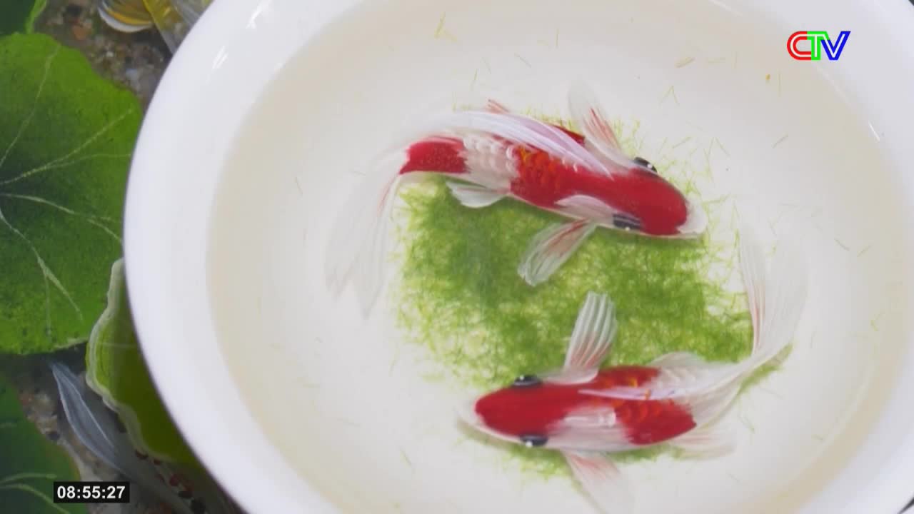 Two koi, their scales a vibrant red and white, glide through the clear water. They circle a patch of bright green moss in a shallow white bowl, a scene likely from Ca Mau TV.