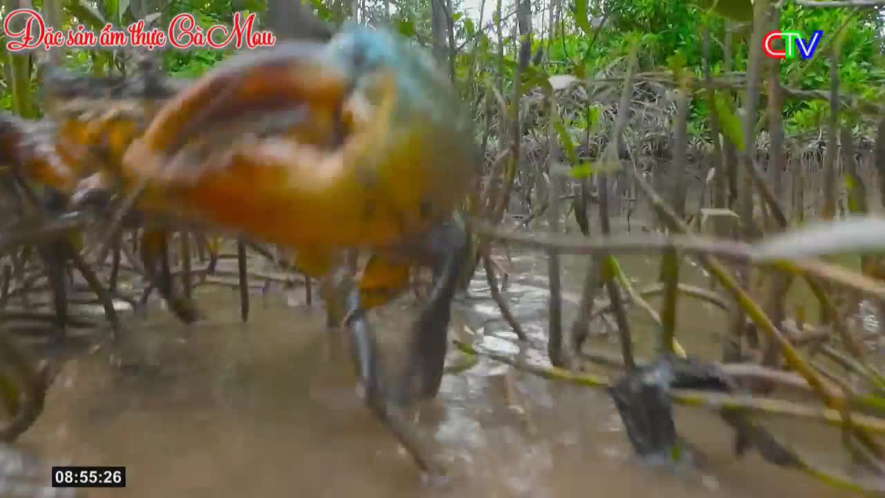 A large crab scuttles through the muddy water of a mangrove forest. Its orange and blue shell is prominent as it navigates the tangled roots.