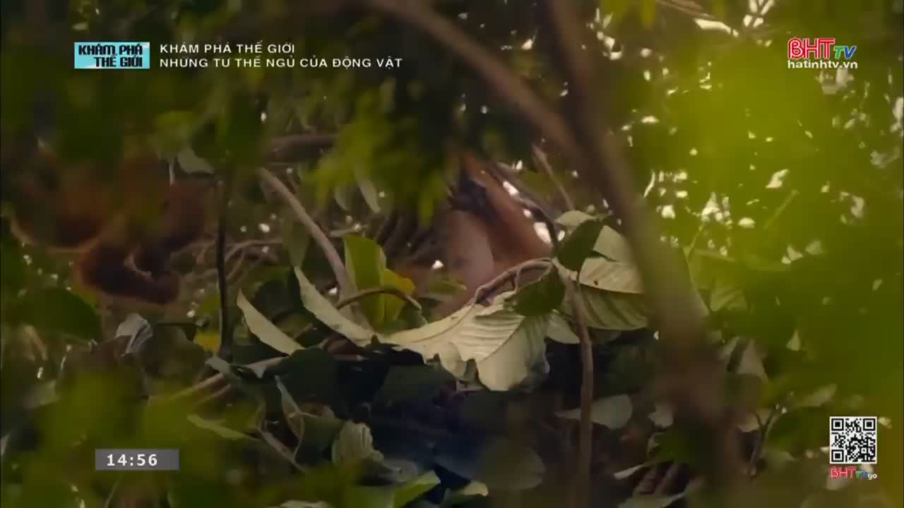 A primate with reddish-brown fur is nestled among the dense green foliage. Its arm, a lighter tan, is visible as it rests against a branch.