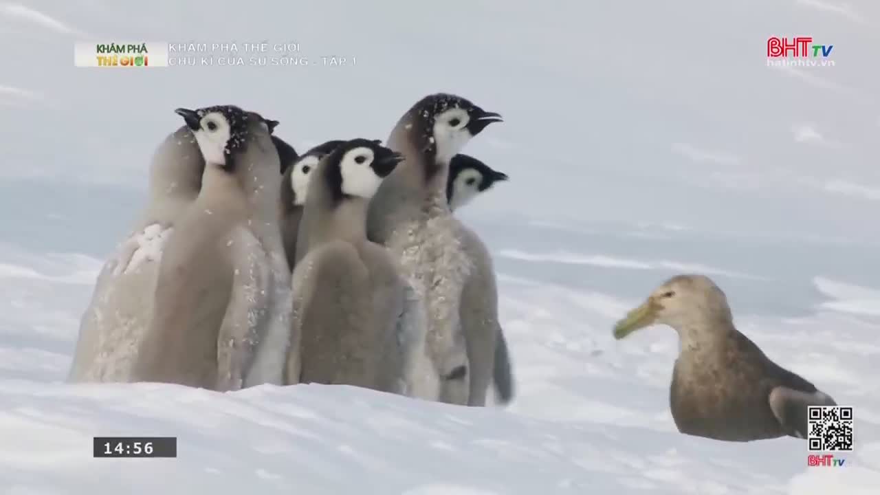 A group of fluffy penguin chicks huddle together in the snow. A large, brown bird with a greenish beak approaches them from the right.