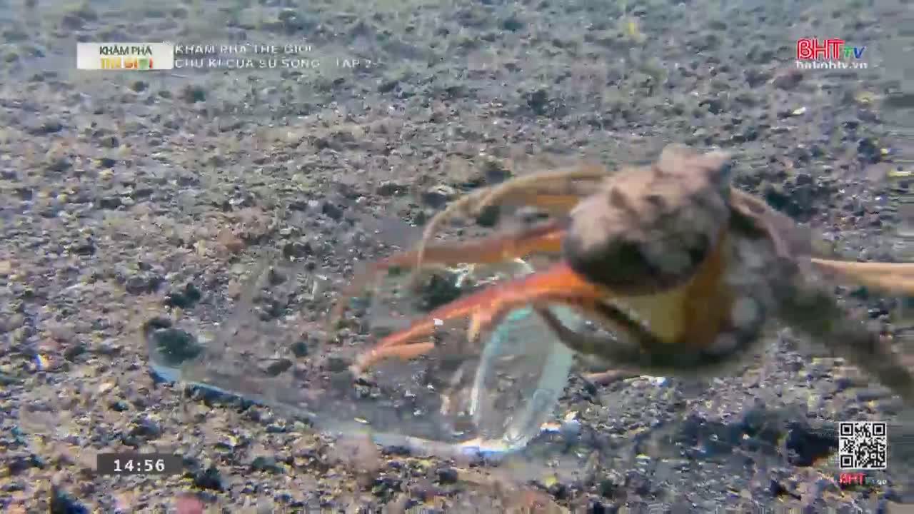An octopus with reddish-orange arms grips a clear plastic bottle on the sandy seabed. The creature's body is a mottled brown, and its tentacles are spread wide as it maneuvers the object.