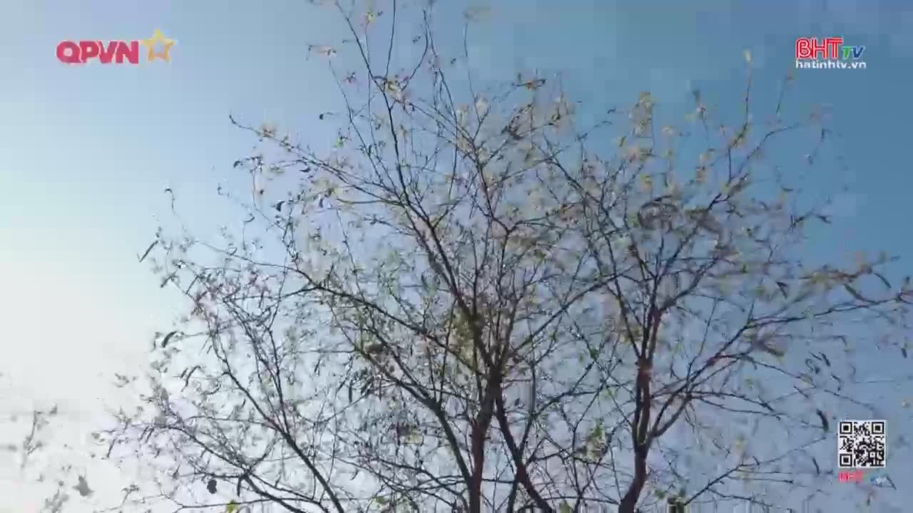 The branches of a bare tree sway against a bright blue sky. Tiny, pale leaves cling to the twigs, rustling in the breeze.