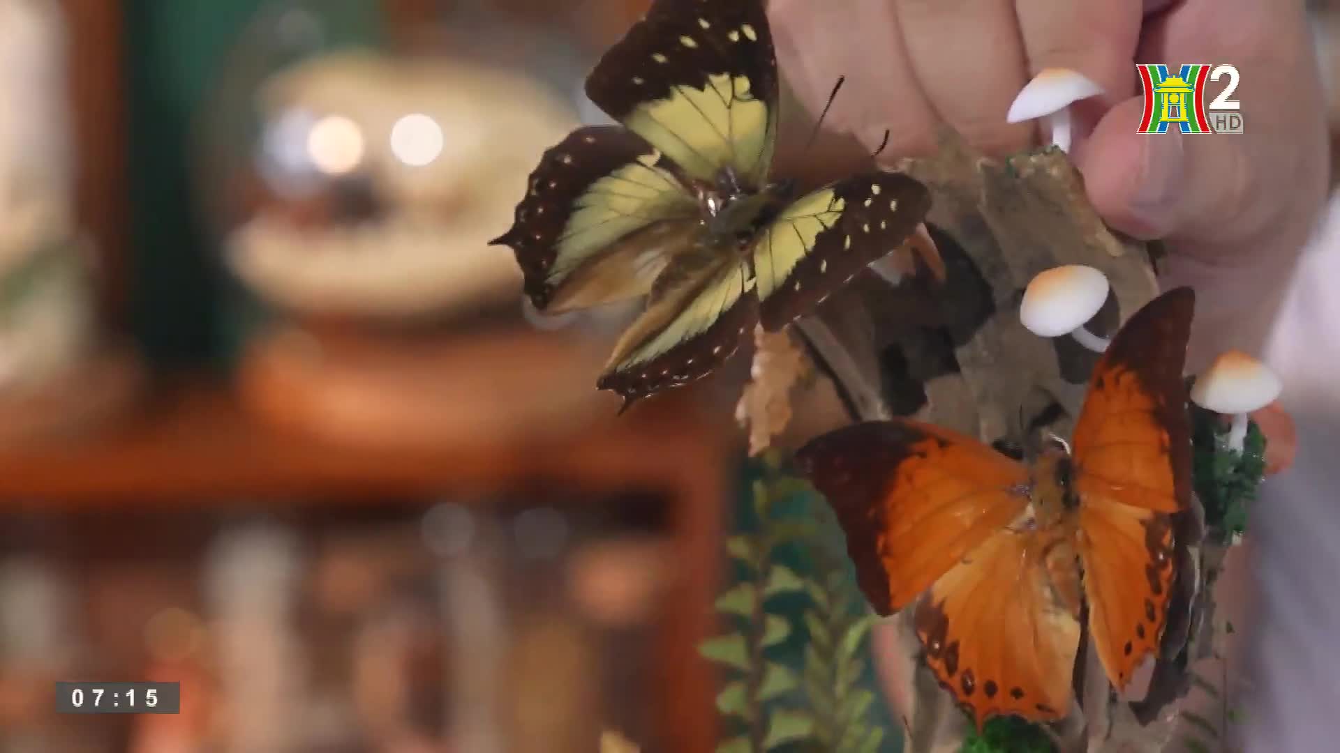 A hand holds a small display featuring preserved butterflies and tiny, white mushrooms. The butterflies' wings are spread, one with yellow and black markings, the other a vibrant orange.
