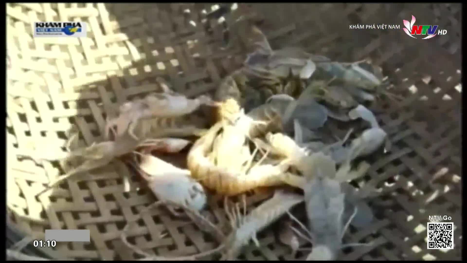 A woven basket holds a pile of shrimp and small crabs, some still moving. The scene is likely from a Vietnam documentary, as the Nghe An TV logo is visible in the corner.
