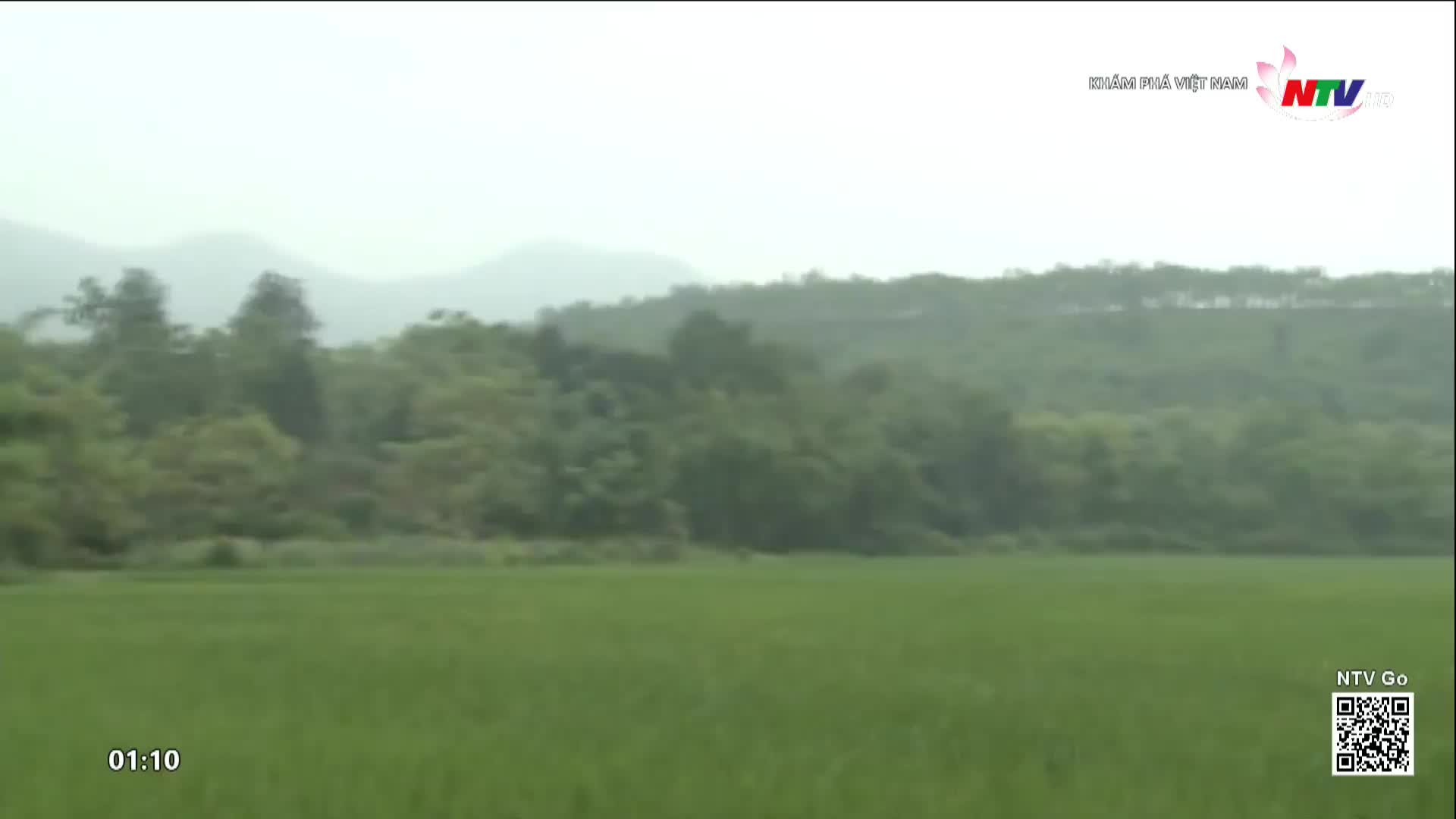 The camera looks out over a field of green rice, with a line of trees and hills in the distance. The broadcast from Nghe An TV is showing a quiet, rural scene in Vietnam.
