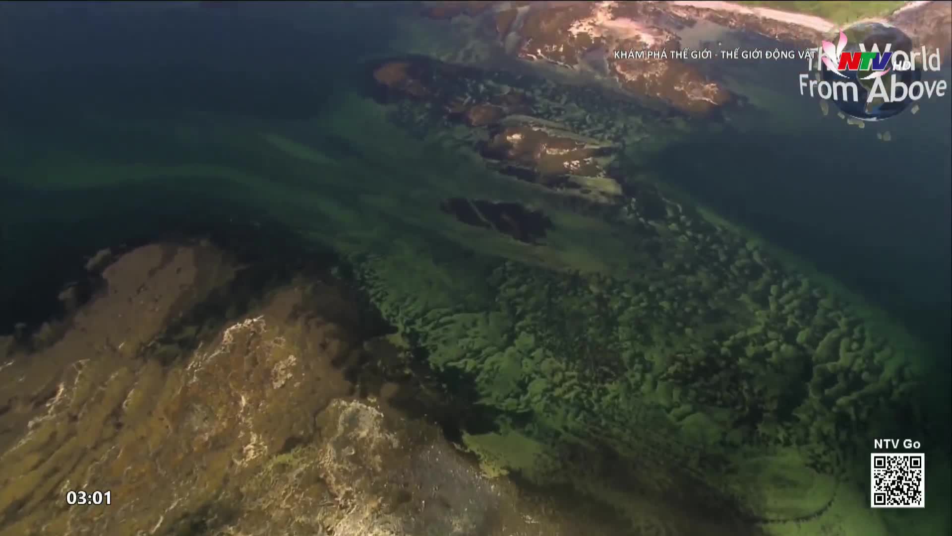 The water's surface shifts, revealing submerged landforms and patches of vibrant green algae. A Nghe An TV logo, "World From Above," floats in the upper right corner.