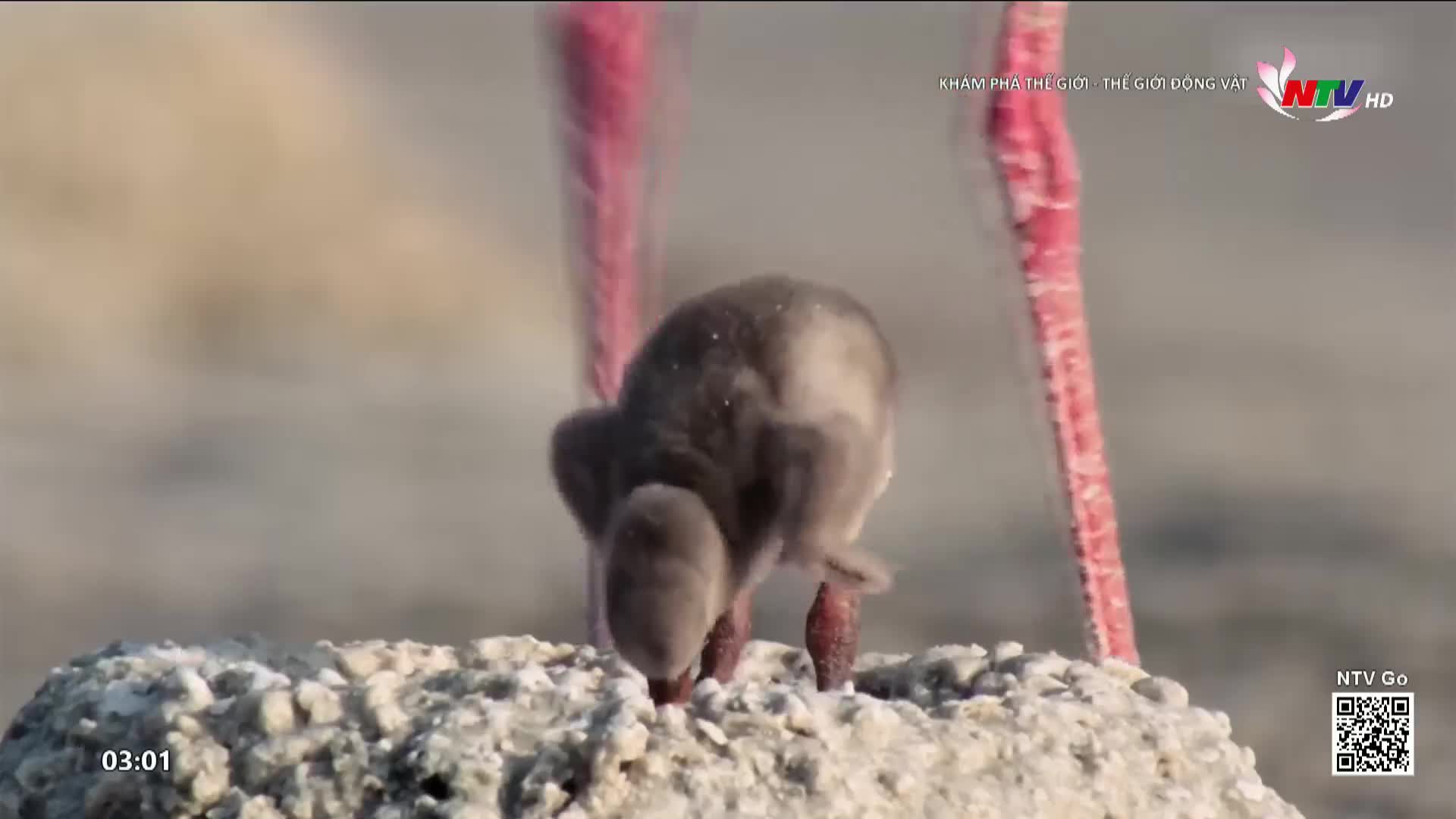 A fuzzy chick, all downy gray, pecks at the ground near its parent's long, pink legs. This is a scene from Nghe An TV's exploration of the animal kingdom.