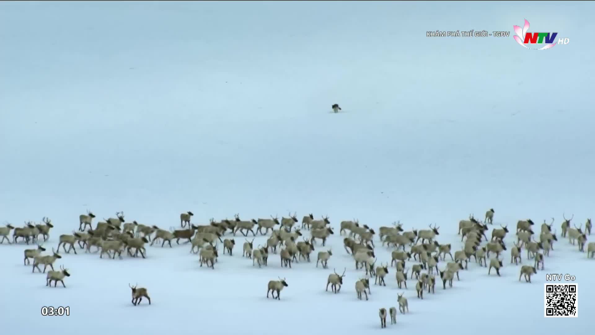 A large herd of reindeer moves across a vast, snow-covered landscape, their hooves kicking up powder as they go. Far in the distance, a lone figure, perhaps a dog or a smaller animal, runs across the white expanse.