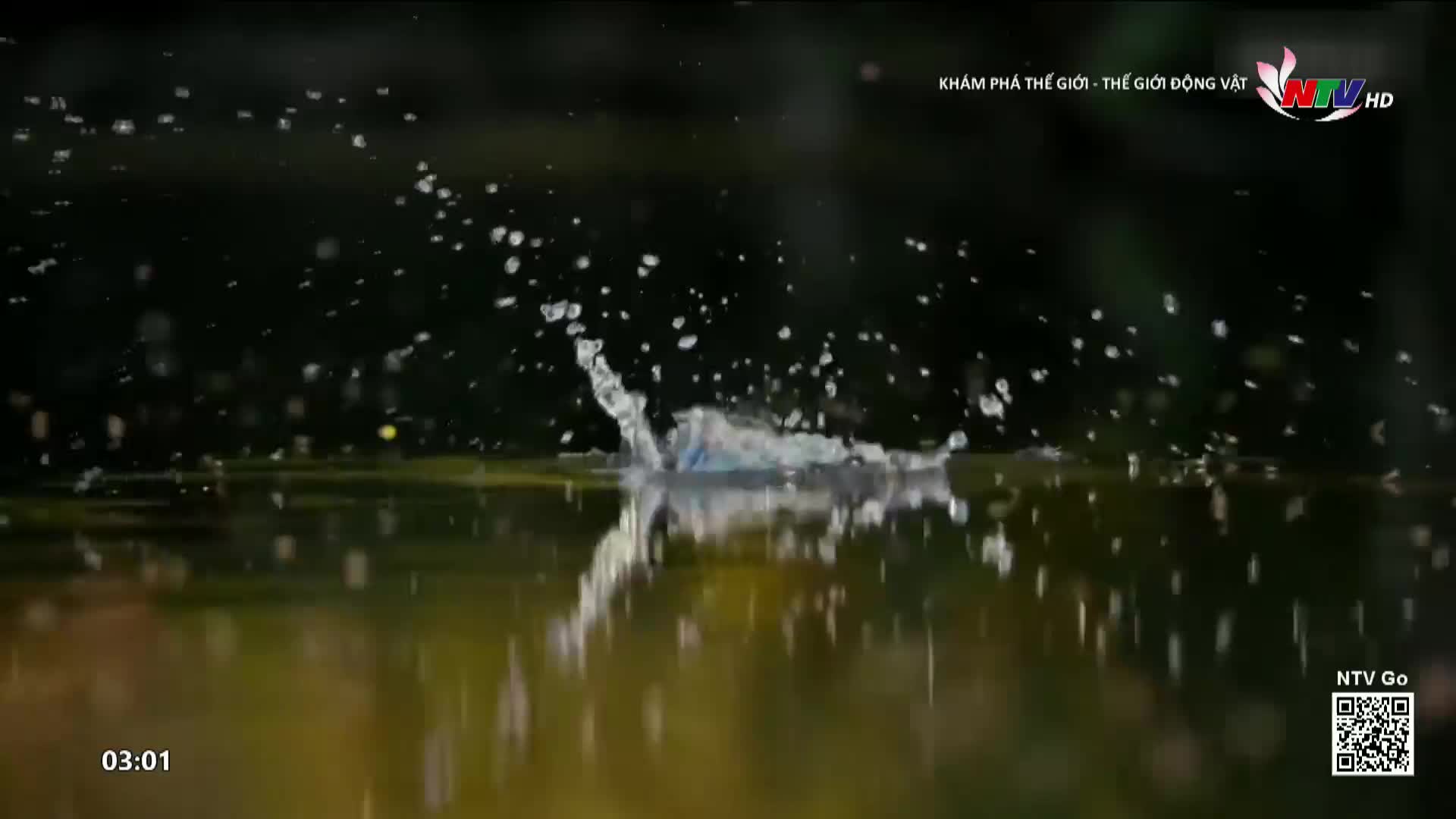 A creature just broke the surface of the water, sending a spray of droplets into the air. The dark water reflects the surrounding greenery, a common sight in Nghe An.