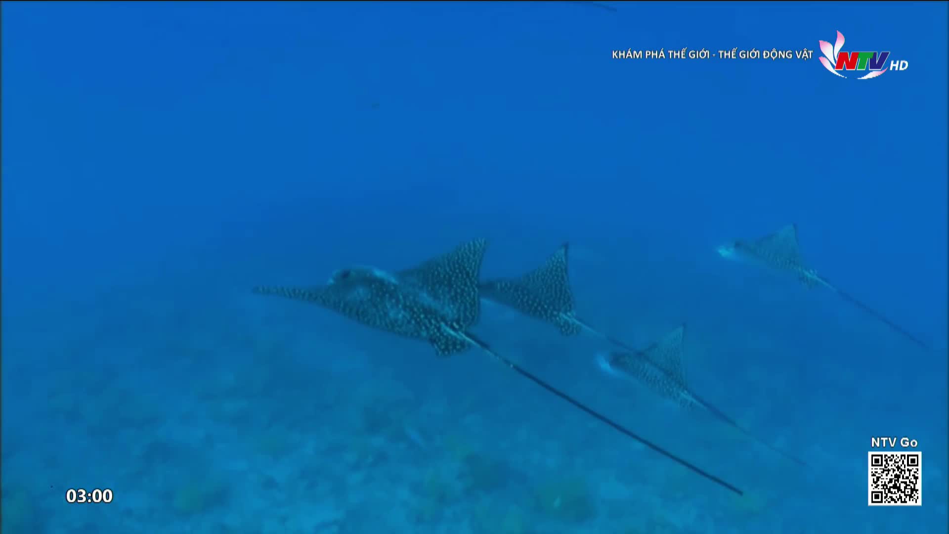 A trio of spotted eagle rays glides through the clear blue water. Their broad wings propel them forward, tails trailing behind like whips.