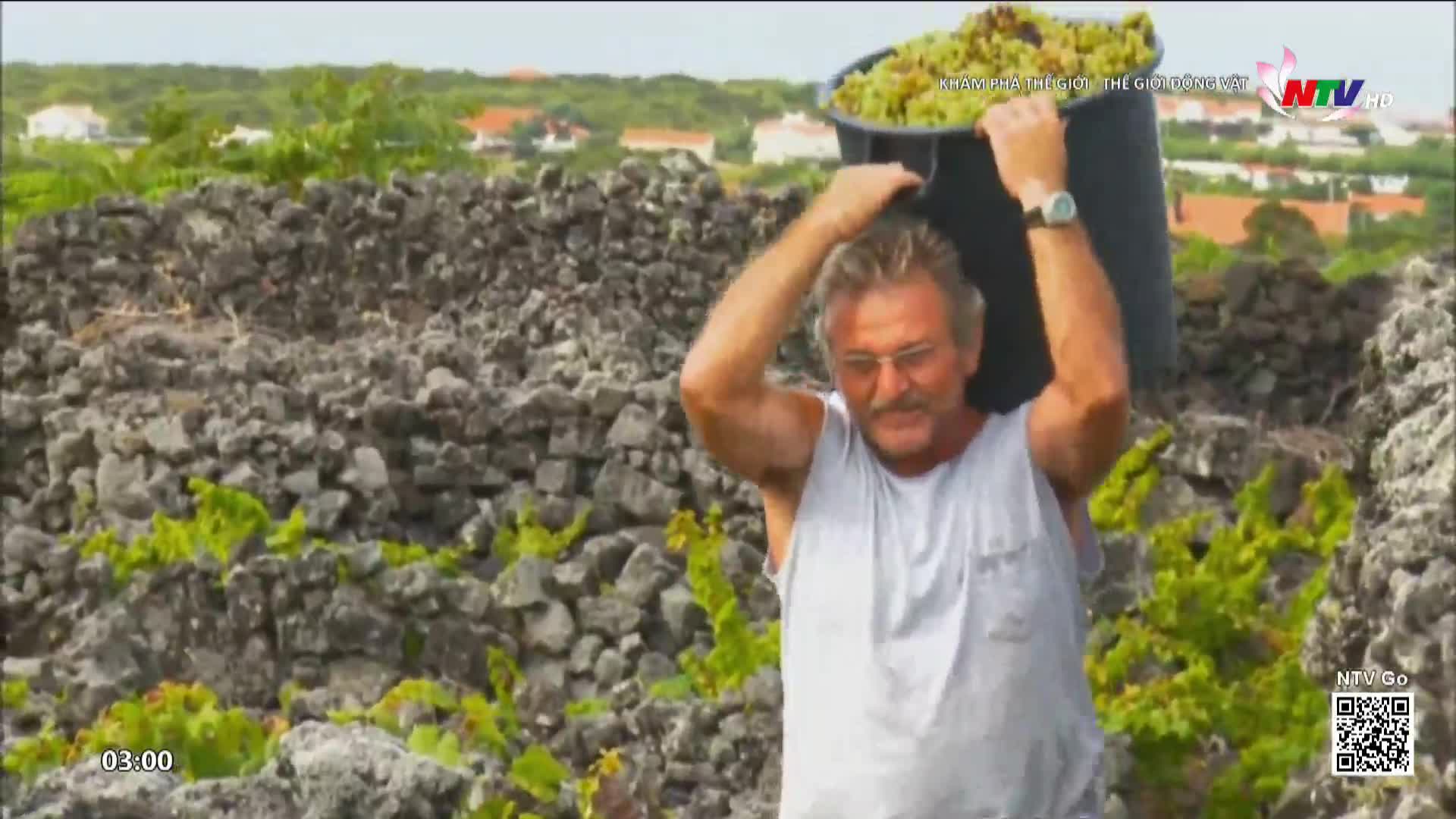 A man carries a heavy bucket of grapes over his head, his face strained with effort. He walks through a rocky vineyard, the green vines clinging to the stone walls.