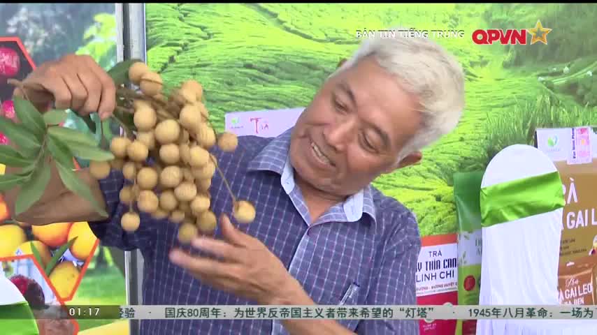 A man with silver hair holds up a cluster of longan fruit, pointing to the small, round orbs. He's smiling, likely on a QPVN broadcast about the local harvest.
