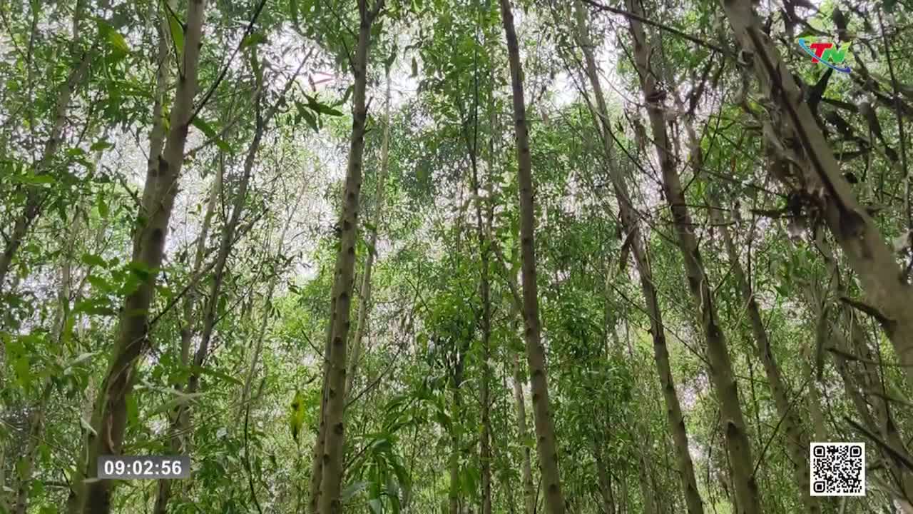 Sunlight filters through a dense canopy of tall, slender trees. The air is thick with the scent of eucalyptus, a familiar aroma around Thai Nguyen.
