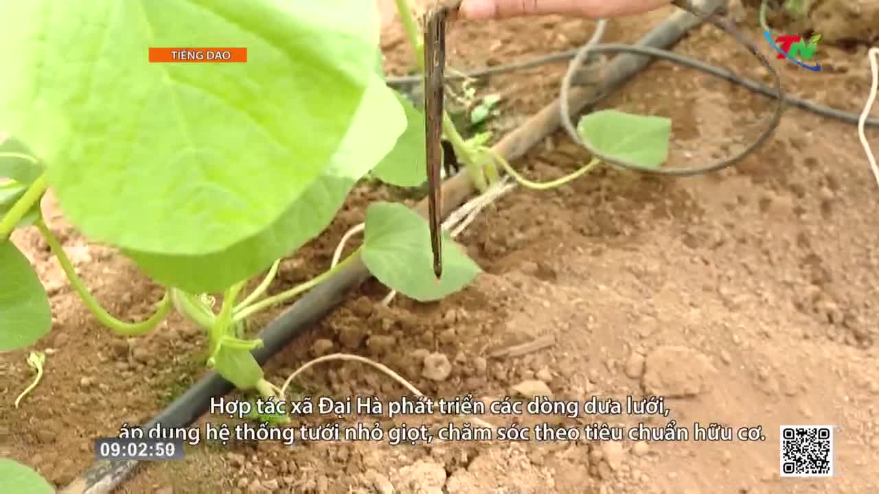 A hand holds a dark, pointed stick near a growing vine. Drip irrigation lines snake through the soil, feeding the vibrant green leaves.