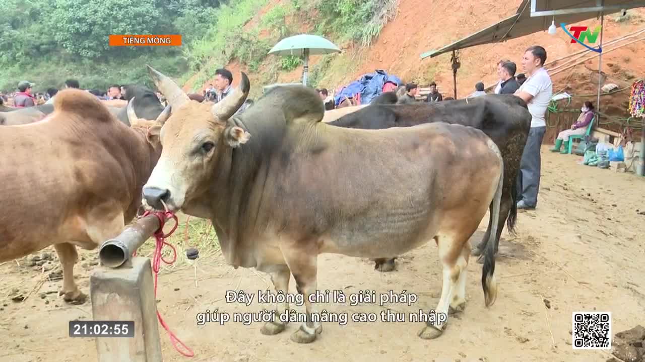 A bull with wide horns stands tethered to a wooden post at a market in Vietnam. People mill about behind the livestock, some observing the animals, others tending to stalls under a makeshift canopy. A bull with wide horns stands tethered to a wooden post at a market in Vietnam. People mill about behind the livestock, some observing the animals, others tending to stalls under a makeshift canopy.
