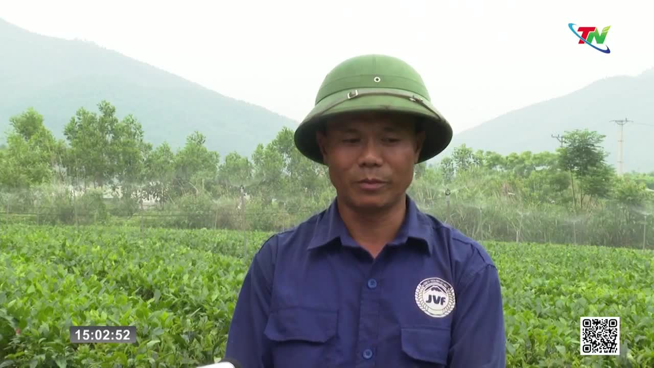 A man in a green hat stands in a tea field, the Thai Nguyen landscape behind him. Sprinklers mist the lush green plants under a cloudy sky.