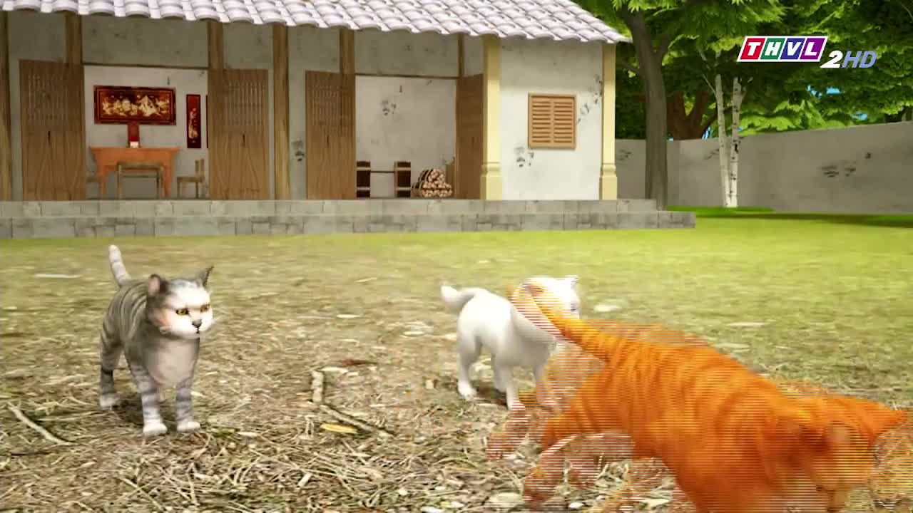 A gray tabby cat stands still, watching a white cat and an orange one that are interacting in the yard. The scene unfolds in front of a traditional Vietnamese house, as seen on Tra Vinh TV.
